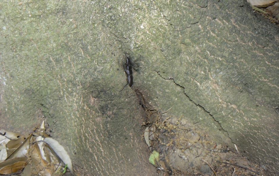 シラカシ_根元にもコクワガタ_2021年5月15日19時50分頃 気温21度